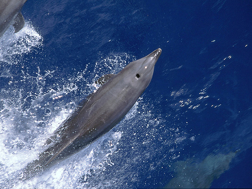 Randgiroa tahiti