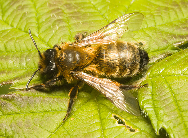 IMG 9378 Bee-2