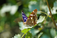 Ein Schmetterling, der blinken kann - A blinking butterfly Ein Schmetterling, der blinken kann - A blinking butterfly