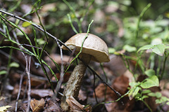 Maronenröhrling Maronenröhrling