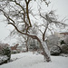 Winterintermezzo (4 PiPs)
