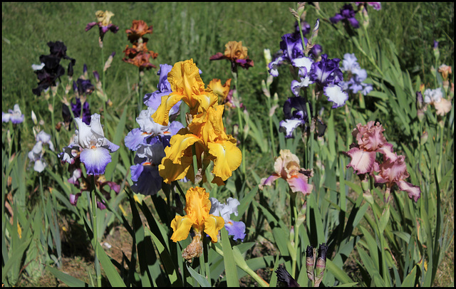 Bouquet d'iris