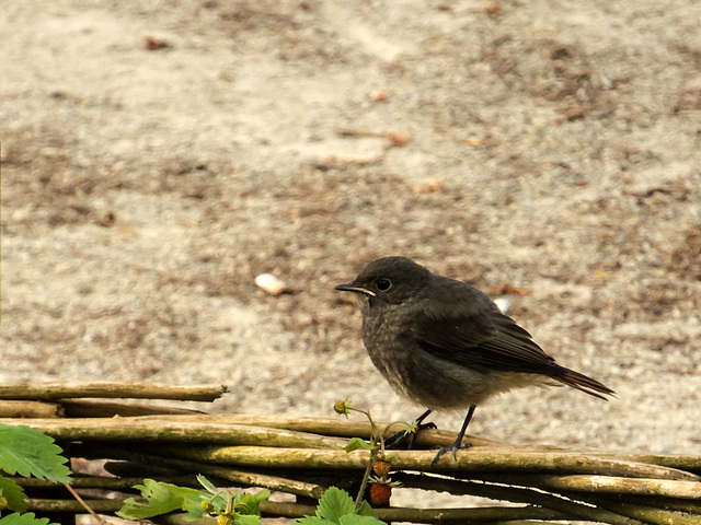 BELFORT: Un  Rougequeue noir (Phoenicurus ochruros).