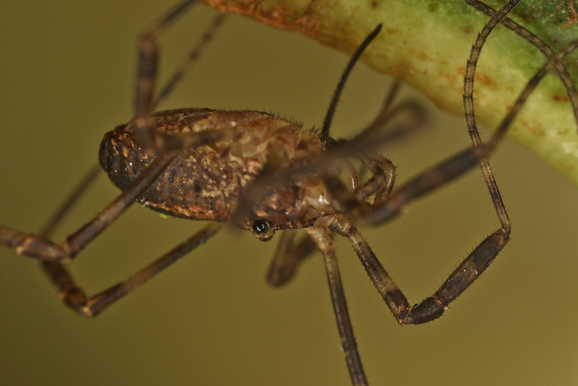 EFA0596harvestmancloseup