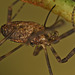 EFA0596harvestmancloseup