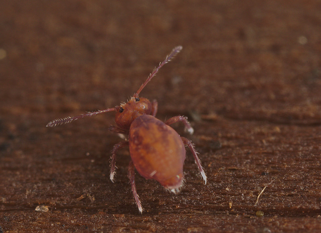 EF7A1038springtail