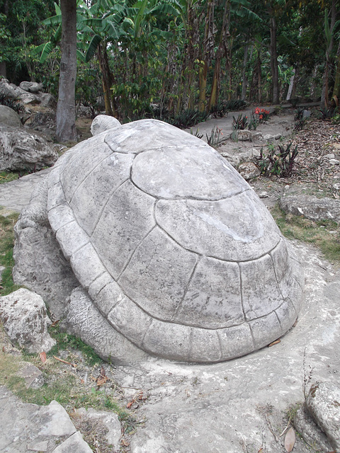 Tortue de pierre / Rocky turtle
