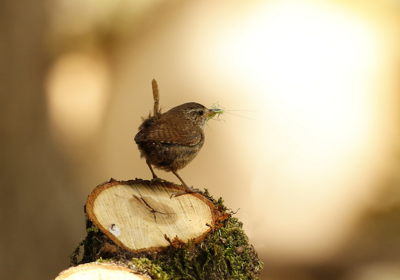 Troglodyte mignon