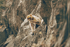 Macaque