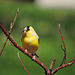 American Goldfinch