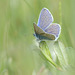 Common blue ~ Icarusblauwtje (Polyommatus icarus) ♂ on a white softly dot...