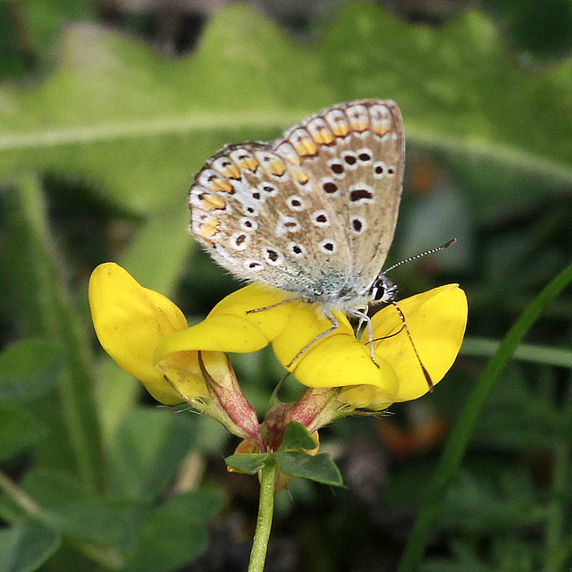 Madame Polyommatus icarus