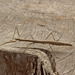 Stick Insect IMG_2360