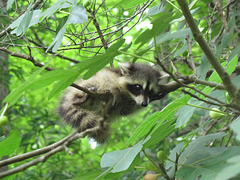 Baby raccoon in fig tree