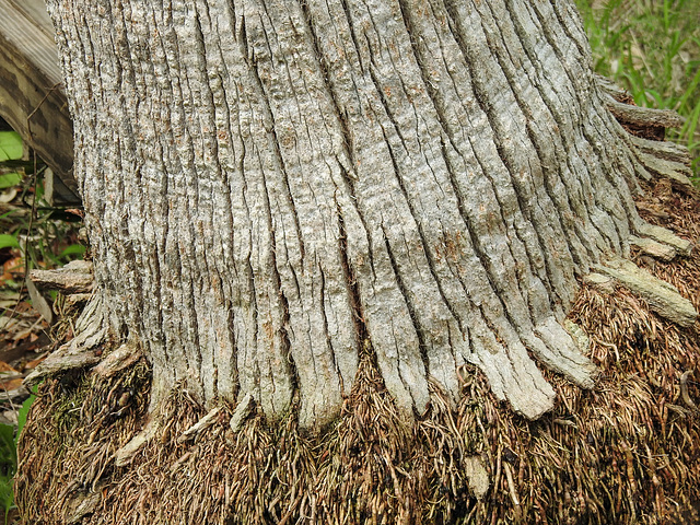 Day 2, texture at base of a tree, Connie Hagar C S