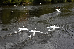 We have lift off!!  Three swans take flight!