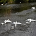 We have lift off!!  Three swans take flight!