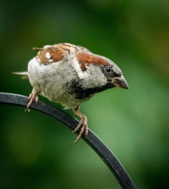 Sparrow (29)