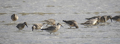 20190905 5815CPw [D~VR] Knutt (Calidris canuts), Darßer Ort