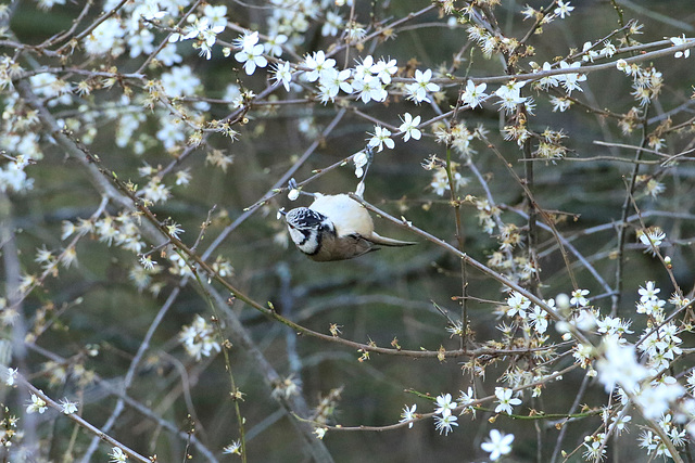 mésange huppé