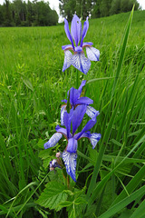 Iris ( Schwertlilie )