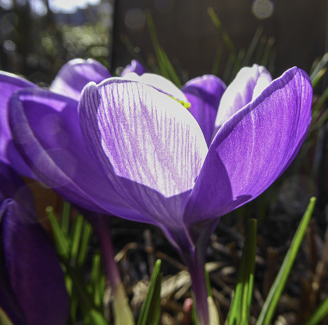 Crocus contrajour