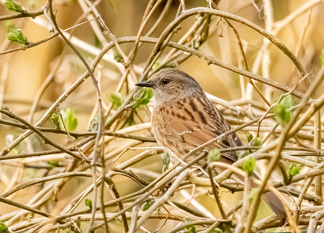 Dunnock