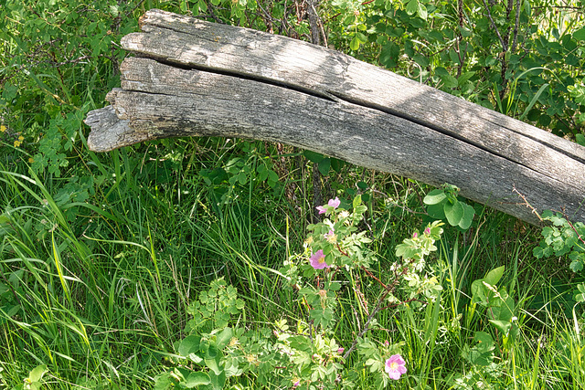 weathered wood and new growth