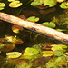 20210927 2977CP~V [D~LIP] Große Heidelibelle (Sympetrum striolatum) [Tandem] , UWZ, Bad Salzuflen