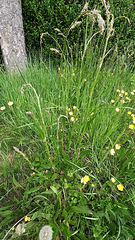55 - Oseille sauvage montée à graines