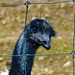 Interested Emu