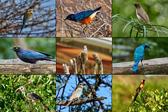 Kleine Vögel in Kenia Teil 1