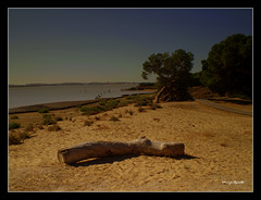 Doñana