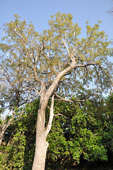 Kolbasarbo aŭ kigelio, troveblas tra la tuta Suda Afriko, ege danĝere resti sub ĝi. La frukto povas pezi 5-10 kg. Okavango-Delto