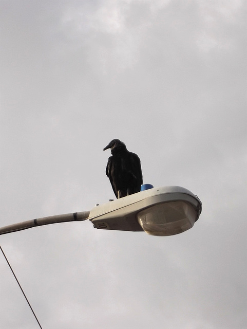 Aigle électrique sur lampadaire numéro 10