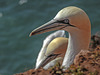 20180406 3642CPw [D~PI] Basstölpel (Morus bassanus), Helgoland