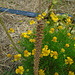 DSC01086 - bertalha Basella alba, Basellaceae