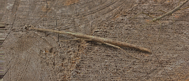 Stick insect IMG_2364