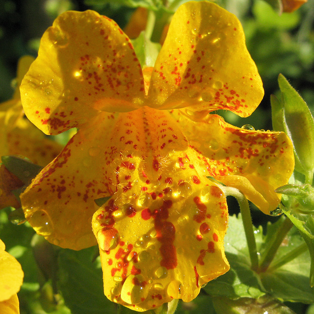 Fleur du jardin "Steinasafn Petru", Stodvarfjotdur (Islande)