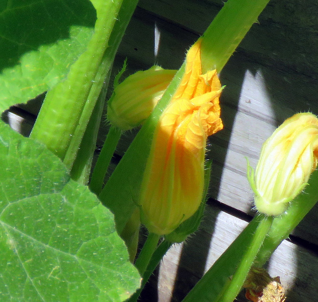 Zucchini flowers