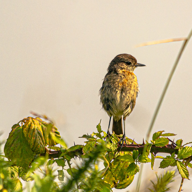 Mosquitero