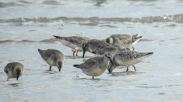 20190905 5817CPw [D~VR] Knutt (Calidris canuts), Darßer Ort