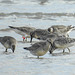 20190905 5817CPw [D~VR] Knutt (Calidris canuts), Darßer Ort