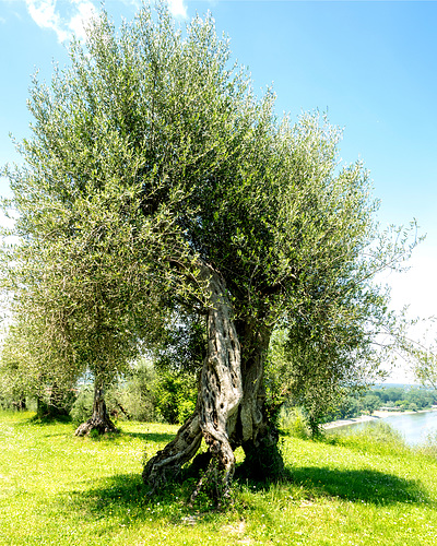 Castiglione del Lago, Umbria, Italia