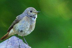 La femelle chante pour encourager ses osillons à sortir du nid pour un 1er envol