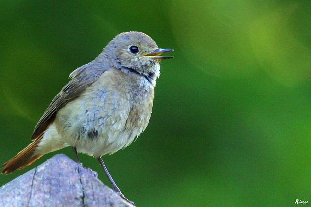 La femelle chante pour encourager ses osillons à sortir du nid pour un 1er envol