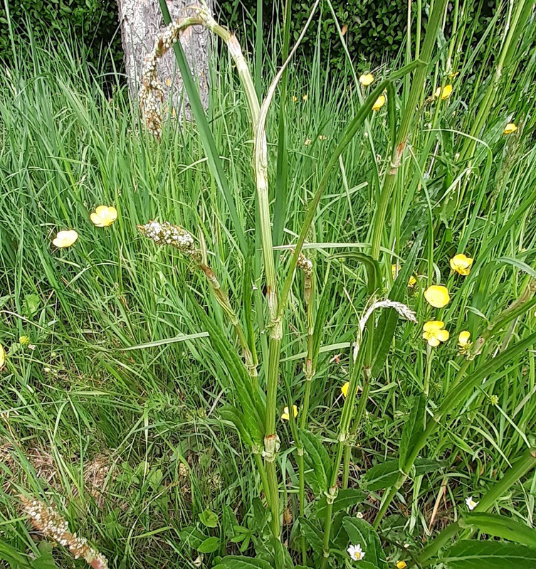 55 - Oseille sauvage en fleurs vue de près