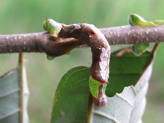 Unidentified caterpillar