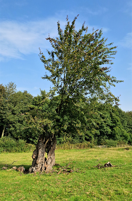 [Oldest UK] Crab Apple - Malus sylvestris