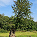 [Oldest UK] Crab Apple - Malus sylvestris